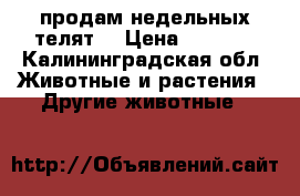 продам недельных телят  › Цена ­ 5 000 - Калининградская обл. Животные и растения » Другие животные   